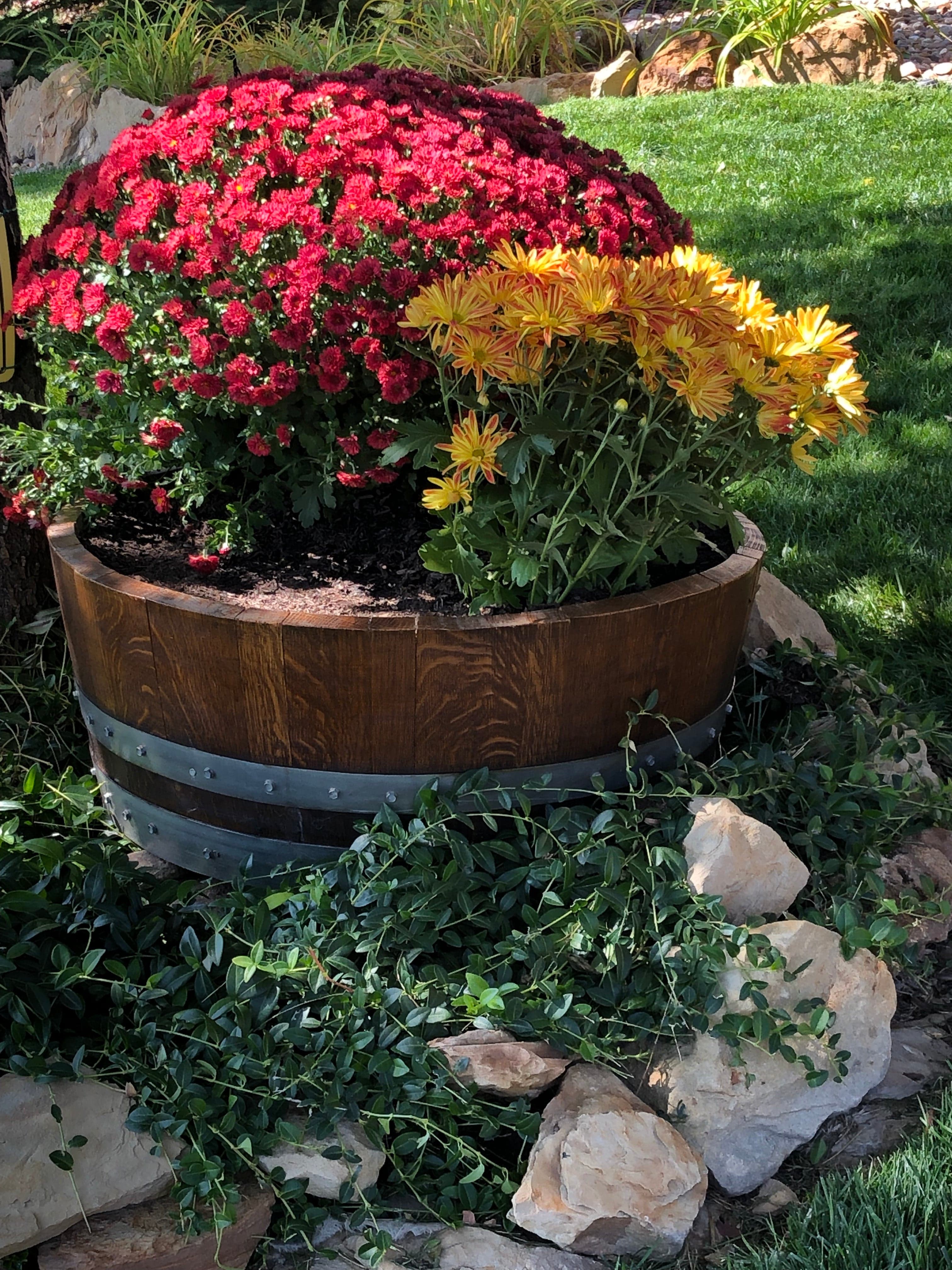 Half wine barrel planter full of red and yellow chrysanthemums